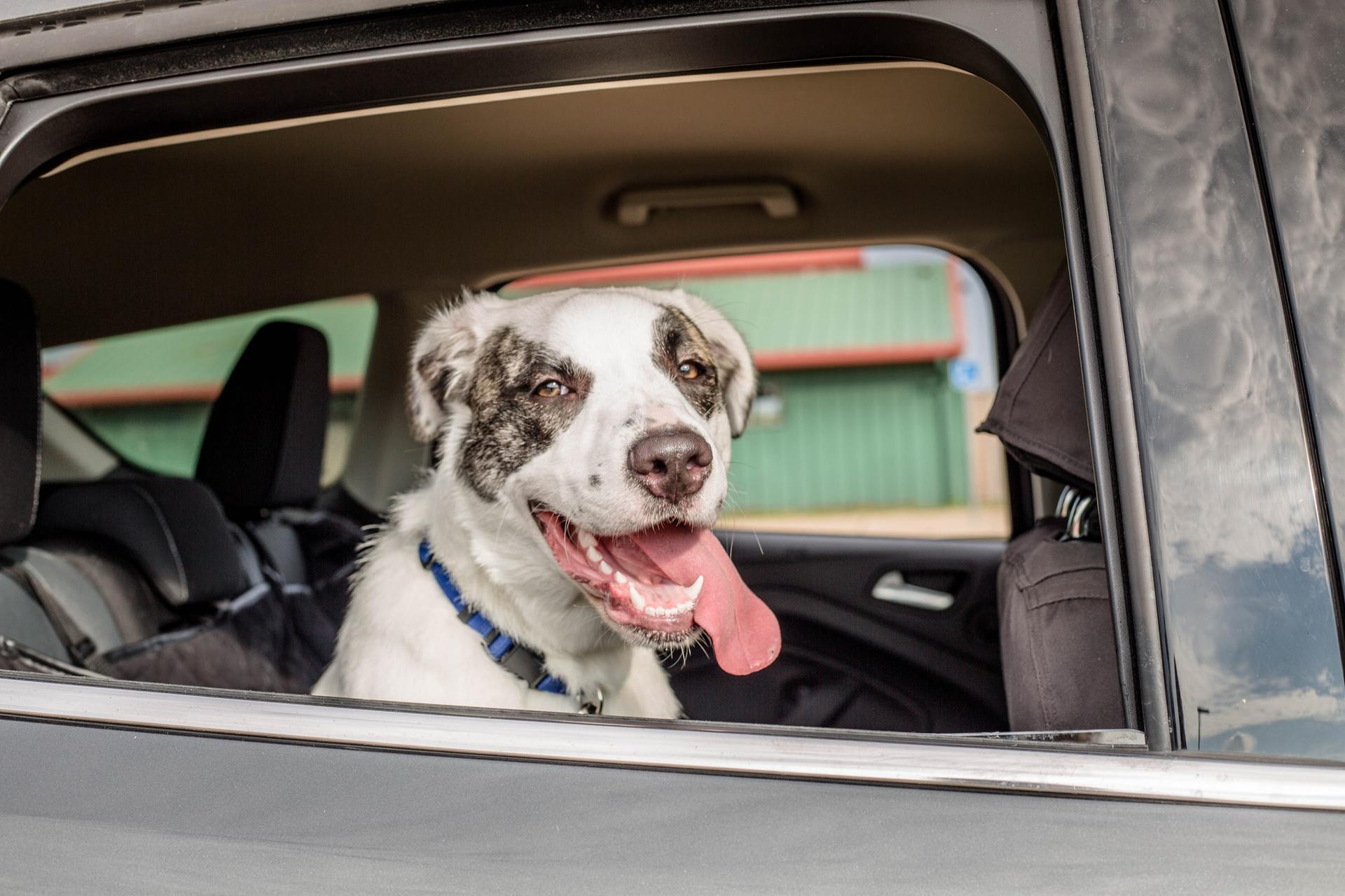 Dog riding in a car