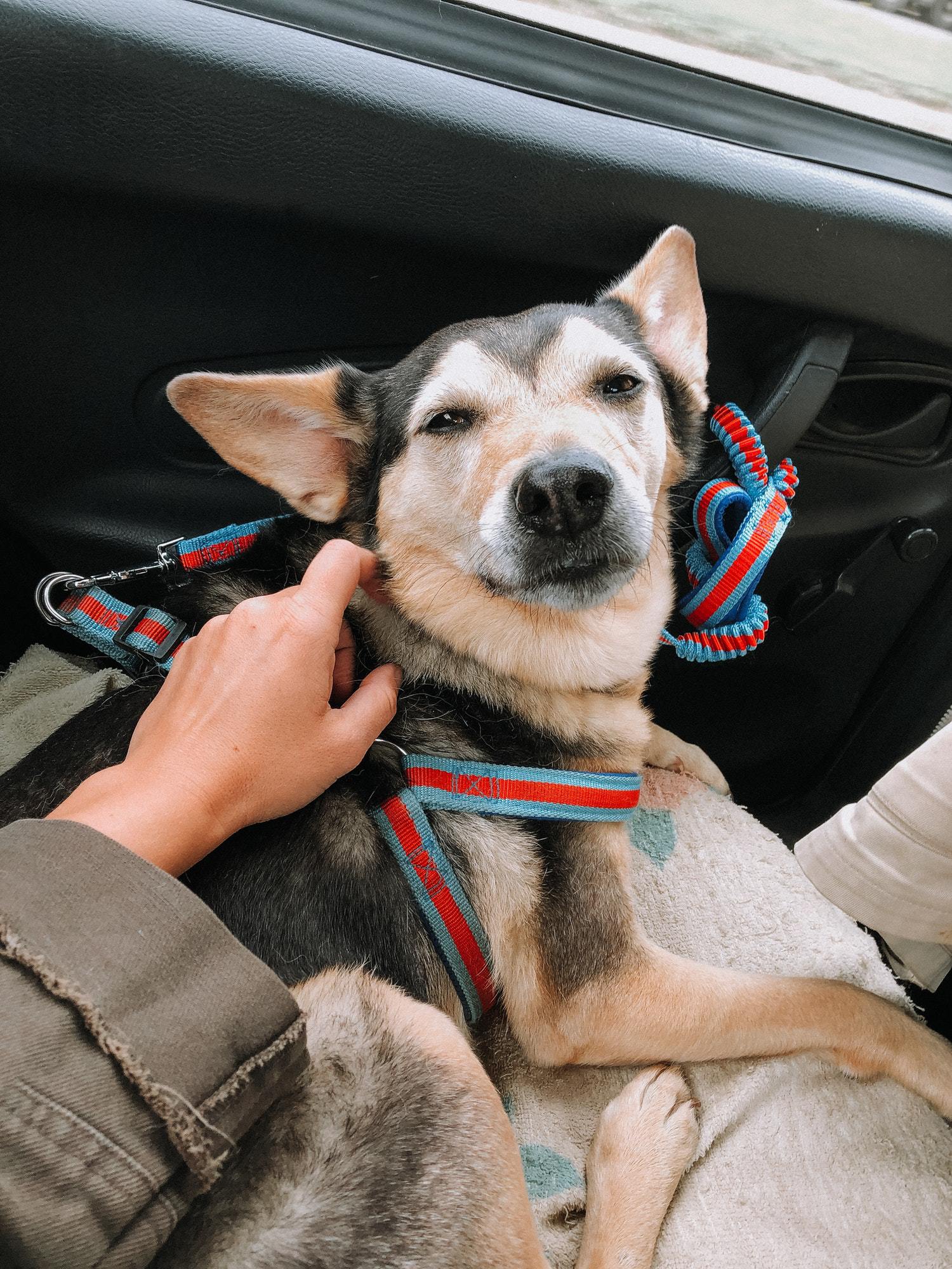 Dog traveling in the car