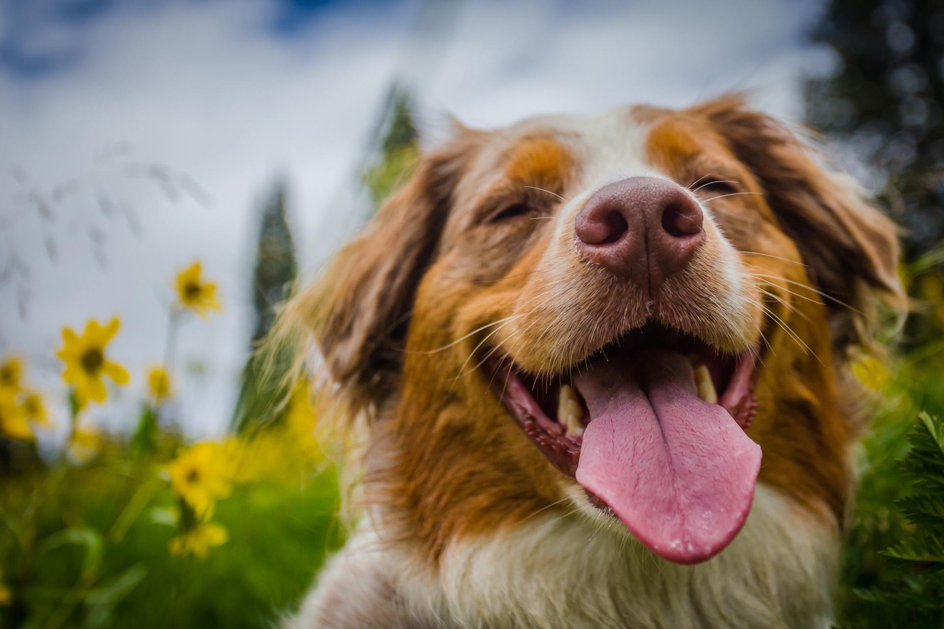 Happy Dog