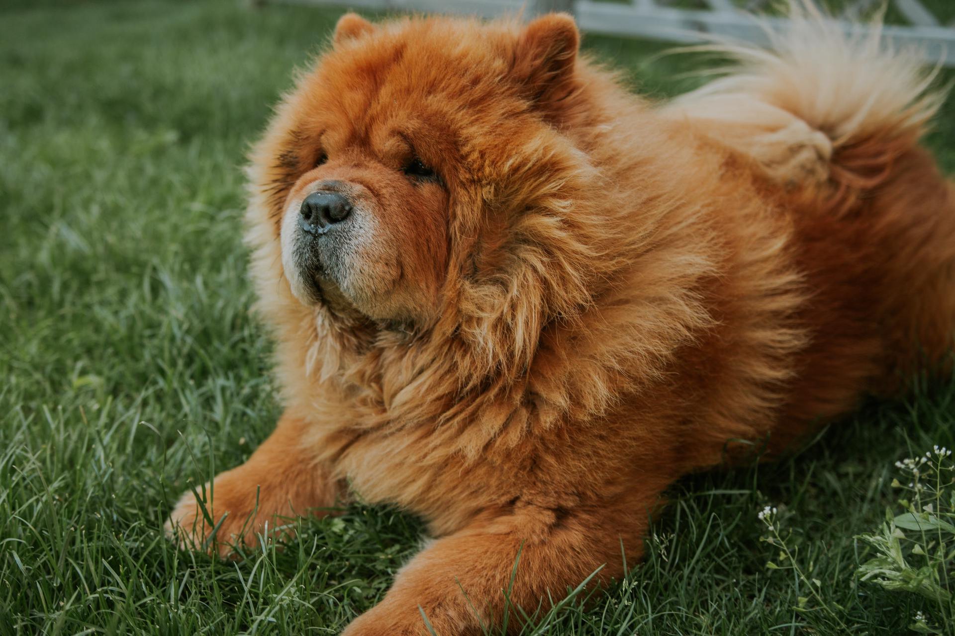 Happy dog in the garden