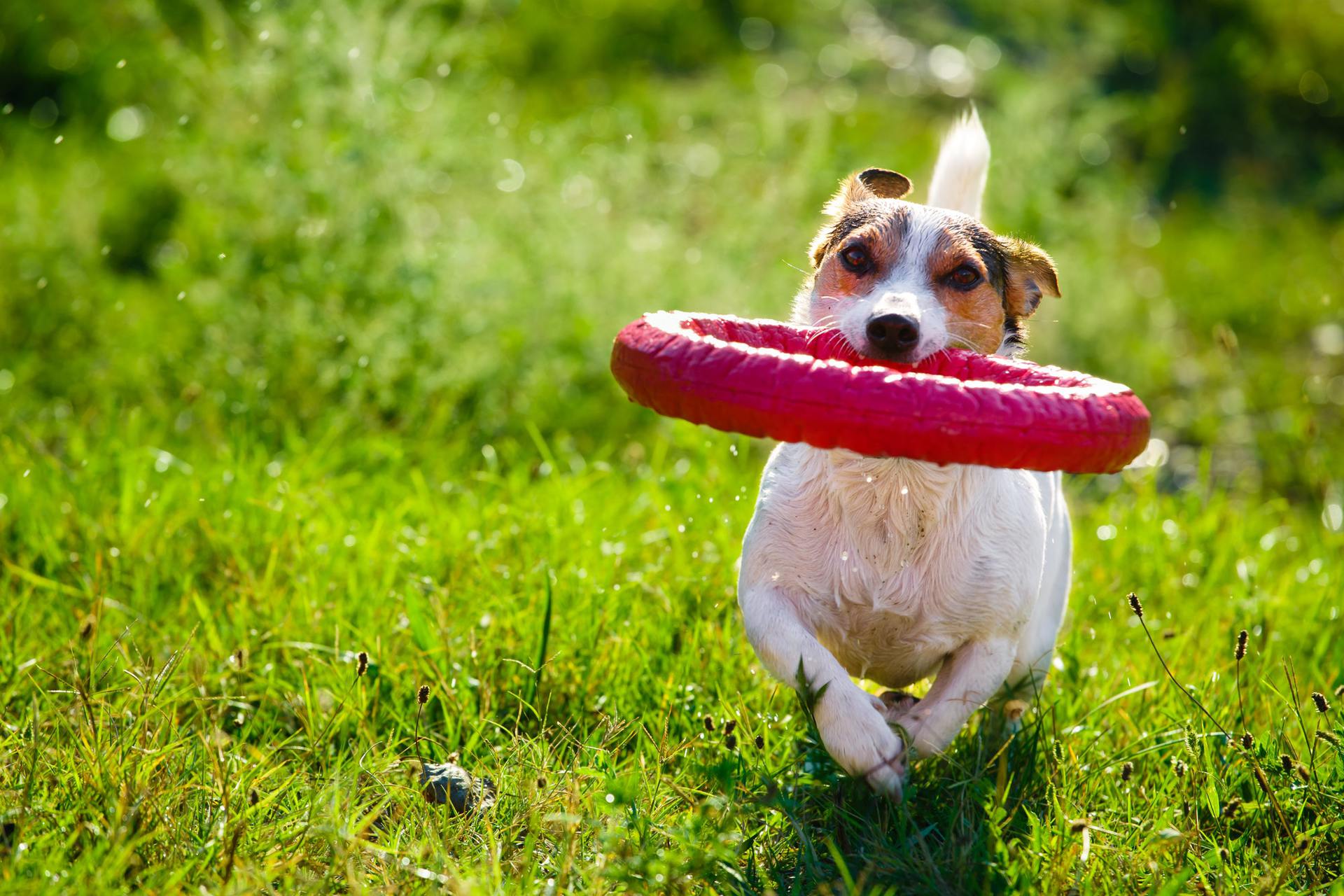 Happy dog playing with toy ring