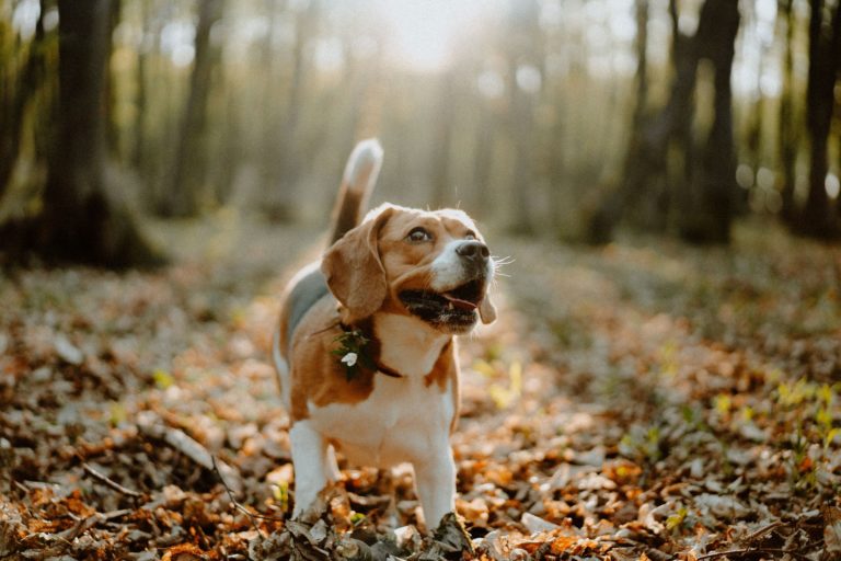 Happy dog walking in a forest