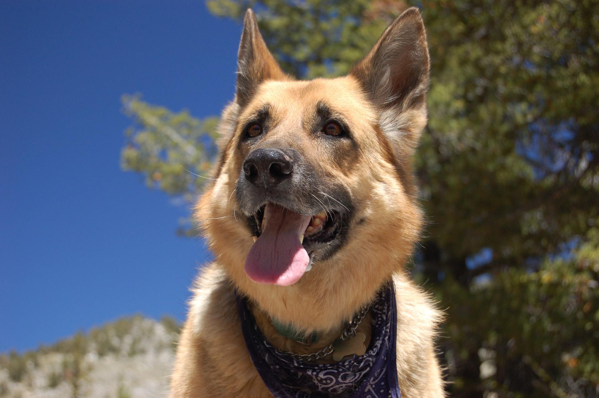 Happy dog