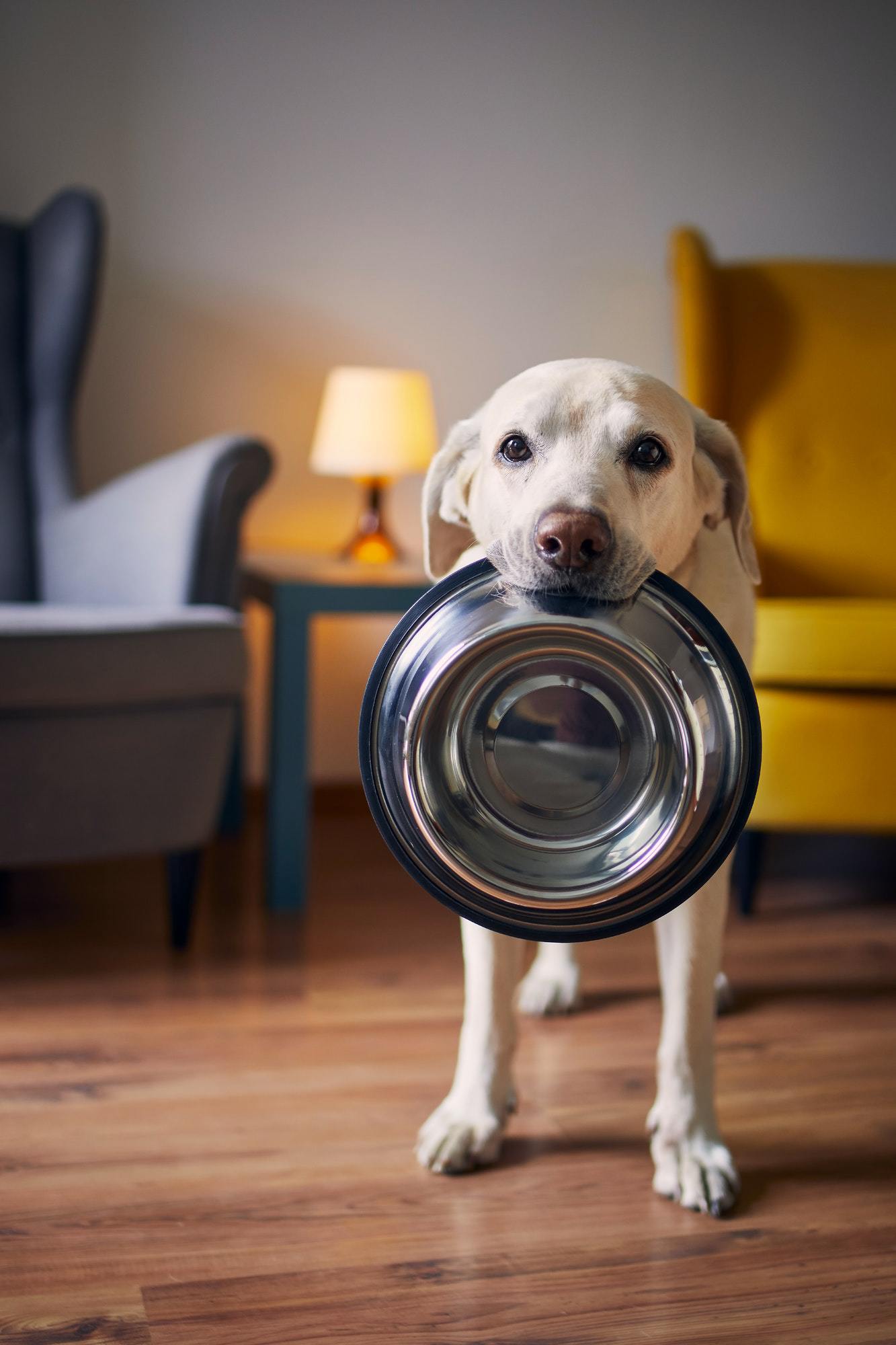 Hungry dog with sad eyes is waiting for feeding at home